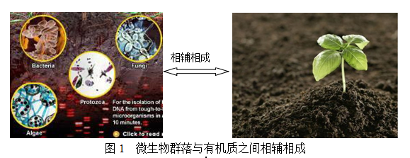 微生物與土壤有機質(zhì)之間的關(guān)系