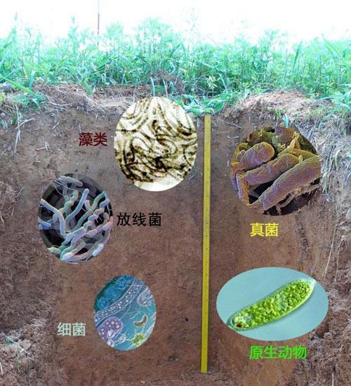 土壤微生物，你知道多少？